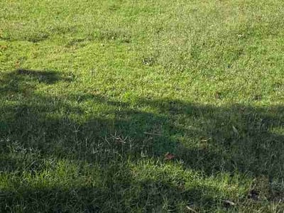 Lawn Care service in Cave Creek, 85331