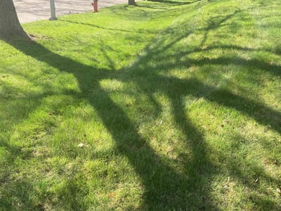 Lawn Care service in East Brunswick, 08816