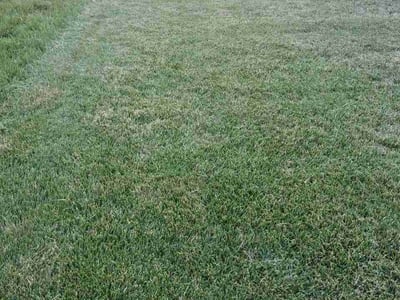 Lawn Care service in Trenton, 08608