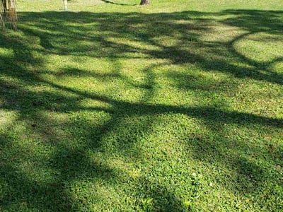 Lawn Care service in ,