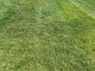 Lawn Care service in Grosse Pointe, 48230