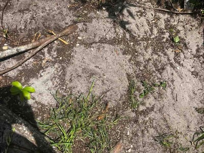 Leaf Removal service in Punta Gorda, 33950