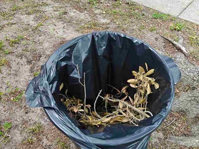 Leaf Removal service in Wesley Chapel, 33543