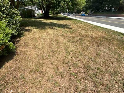 Leaf Removal service in Inverness, 34452