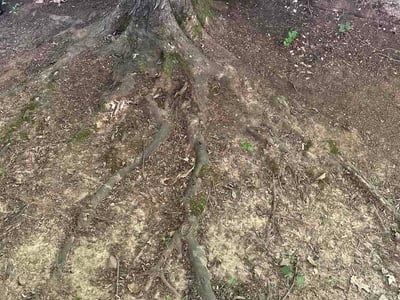 Leaf Removal service in Lawrenceville, 30046