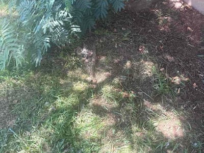 Leaf Removal service in Lawton, 73501