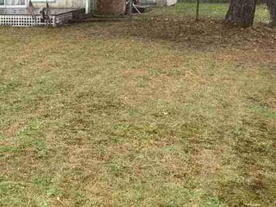 Leaf Removal service in Everett, 98201