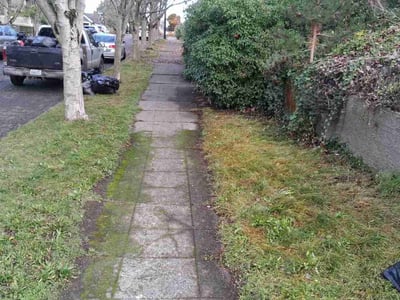 Leaf Removal service in Everett, 98201