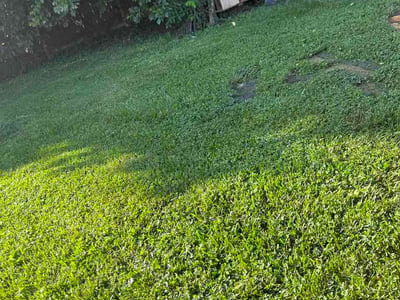 Lawn Care service in Rogersville, 37857