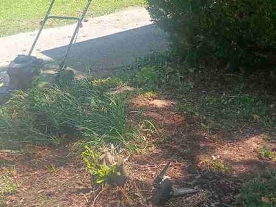 Leaf Removal service in Edmond, 73034