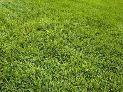 Lawn Care service in Owensboro, 42303