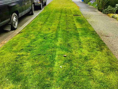 Lawn Care service in Redmond, 98052