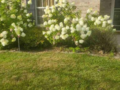 Lawn Care service in ,