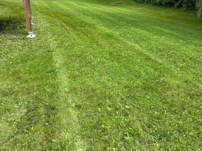 Lawn Care service in Lynnwood, 98036