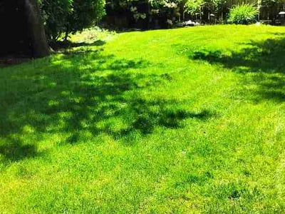 Lawn Care service in Bothell, 98011