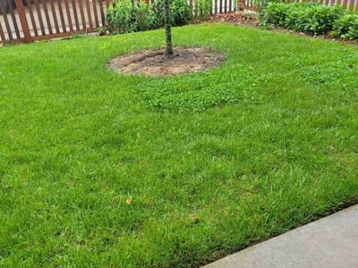 Lawn Care service in Tysons, 22182