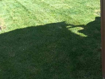 Lawn Care service in Arlington, 98223