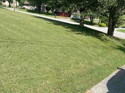 Lawn Care service in Westminster, 92683