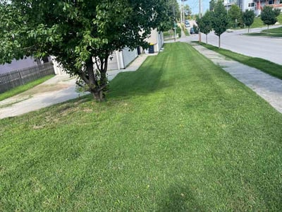 Lawn Care service in Excelsior Springs, 64024