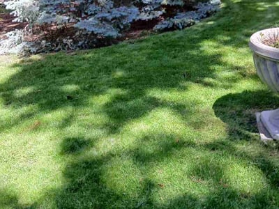 Lawn Care service in Wheaton, 60187