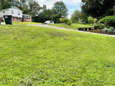 Lawn Care service in Greenville, 29601