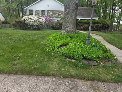 Lawn Care service in Abington, 19001