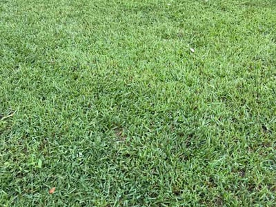 Lawn Care service in Plantation, 33317