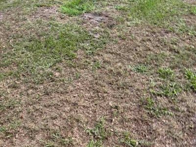 Leaf Removal service in Zephyrhills, 33542