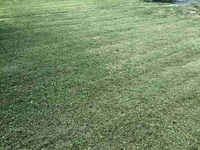 Lawn Care service in Long Island City, 11101