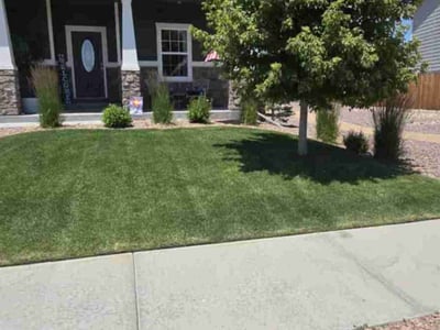 Lawn Care service in ,