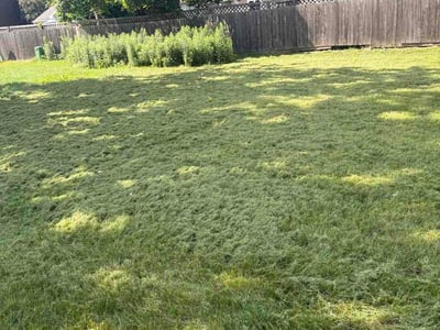 Lawn Care service in Appleton, 54911