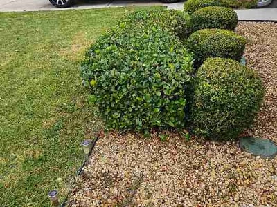Lawn Care service in Venice, 90291