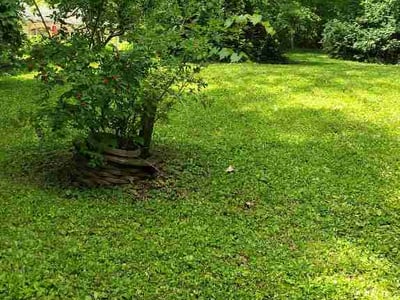 Lawn Care service in Westmont, 60559