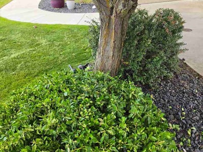 Lawn Care service in Sedro Woolley, 98284