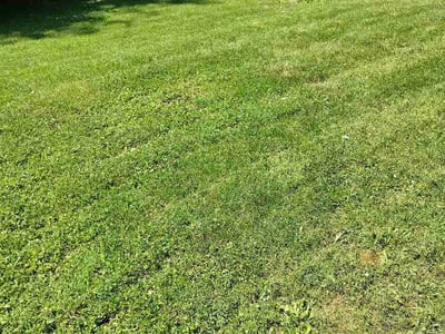 Lawn Care service in Mundelein, 60060