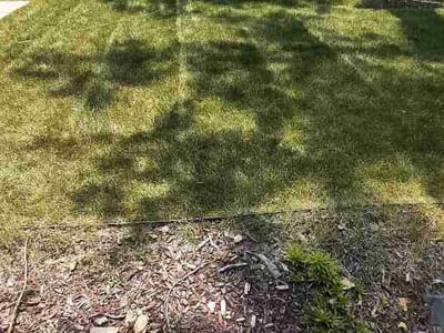 Lawn Care service in Dorchester, 02122