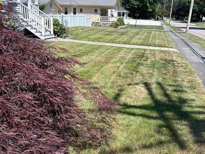 Lawn Care service in Norwood, 02062