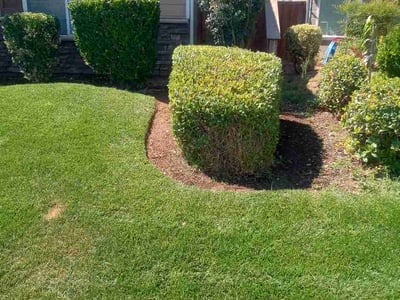 Lawn Care service in Eureka, 95501