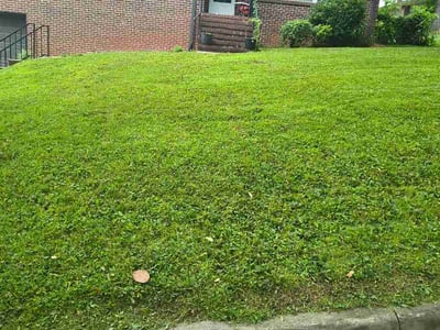 Lawn Care service in Leeds, 35094