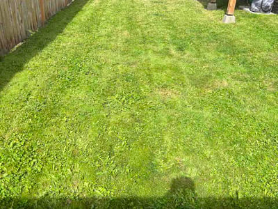 Lawn Care service in Arlington, 98223