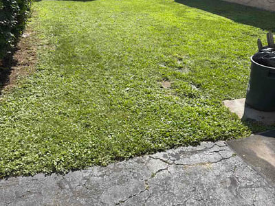 Lawn Care service in Wilkes-Barre, 18701