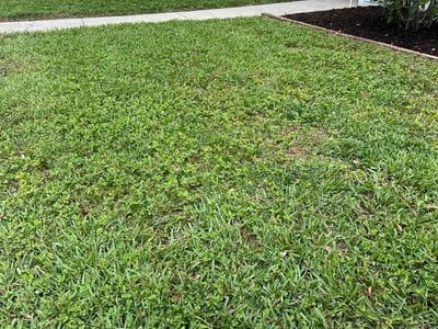 Lawn Care service in Tarpon Springs, 34689