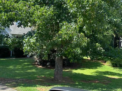 Lawn Care service in Paradise, 89119