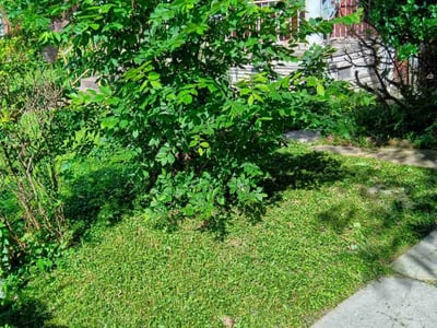 Lawn Care service in Lake Stevens, 98258