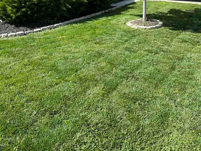 Lawn Care service in Terre Haute, 47807