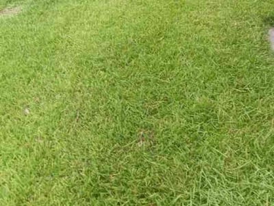 Lawn Care service in Mount Dora, 32757