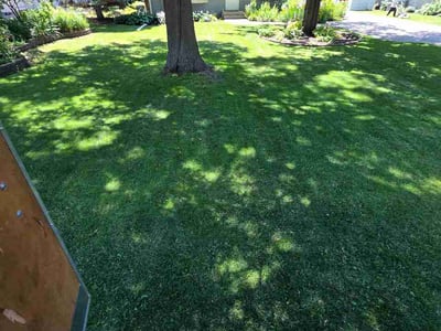 Lawn Care service in Roseville, 55113