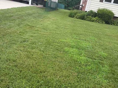 Lawn Care service in Springfield, 22150