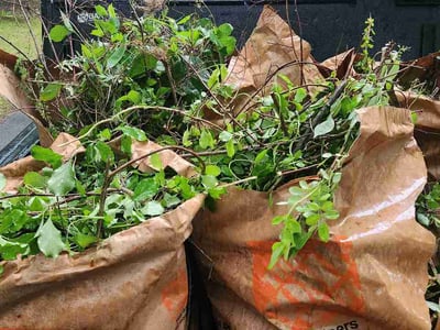 Leaf Removal service in West Hartford, 6107