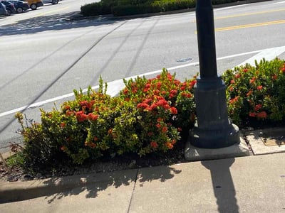 Leaf Removal service in Miami Gardens, 33056